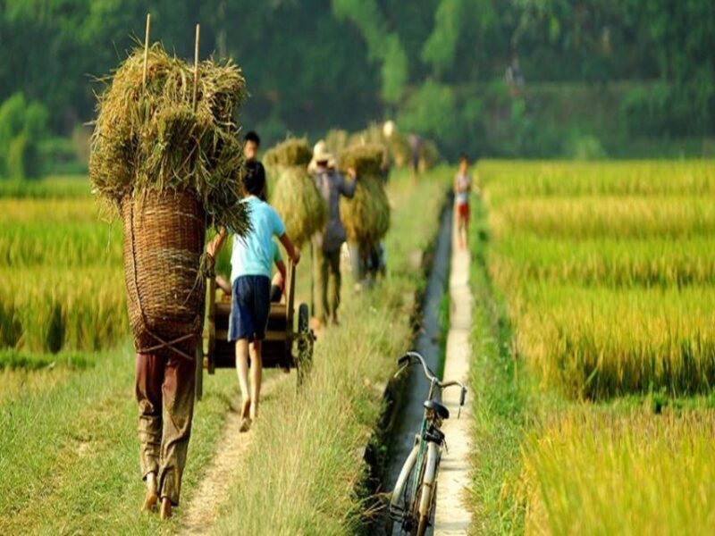 From Hanoi: Mai Chau Valley & Hill Tribes 2-Day Trek Tour - FAQs