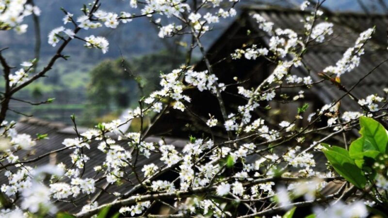 From Hanoi: Sapa 3-Day Medium Trek and Limousine Trip - FAQ