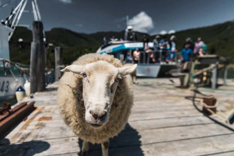 From Havelock: Marlborough Sounds Mail Boat Full-Day Cruise - Exploring the Marlborough Sounds Mail Boat Full-Day Cruise