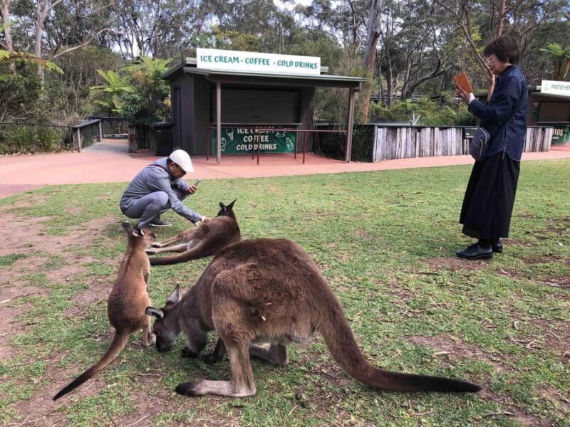 From Haymarket: Hunter Valley Wine and Wildlife Day Trip - Key Points