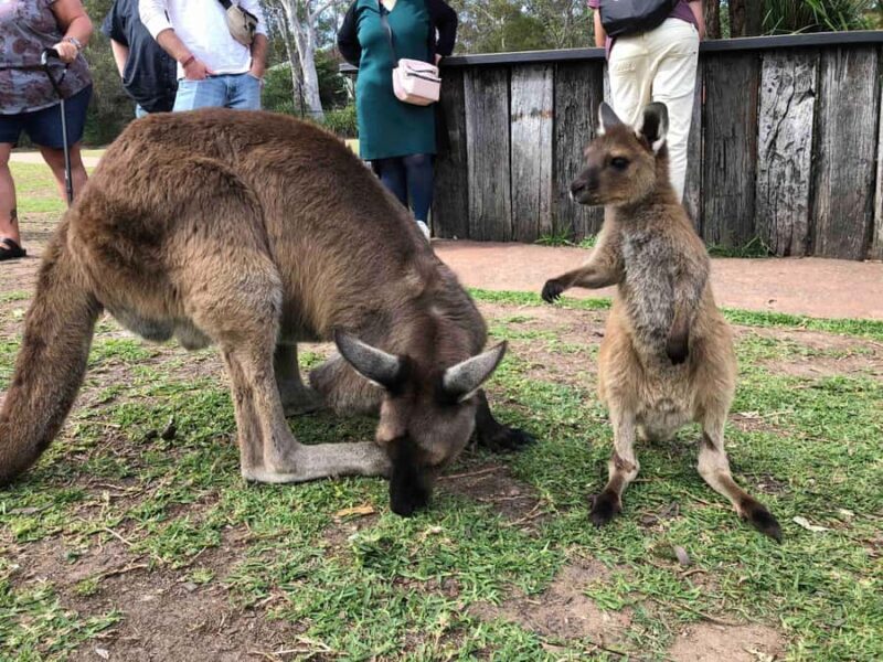 From Haymarket: Hunter Valley Wine and Wildlife Day Trip - Who Will Enjoy This Tour?