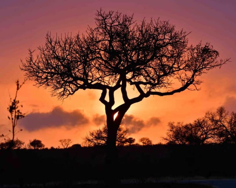 From Hazy View: Full Day Kruger National Park Safari - Key Points