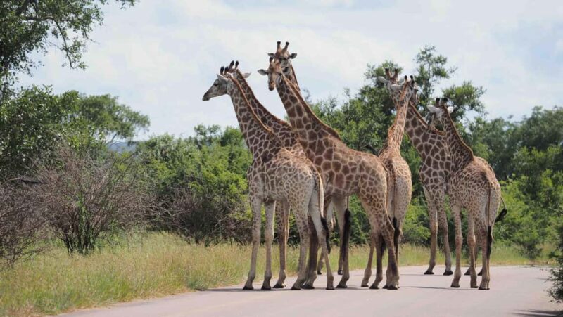 From Hazy View: Full Day Kruger National Park Safari - The Experience of Guides and Wildlife Sightings
