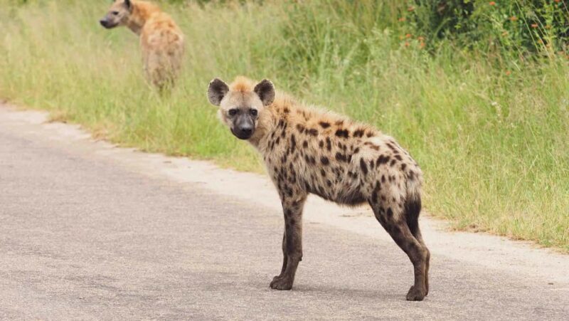 From Hazy View: Full Day Kruger National Park Safari - Value and Practical Considerations