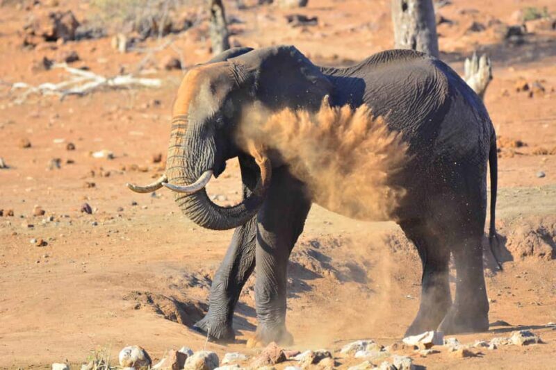 From Hazy View: Full Day Kruger National Park Safari - The Sum Up