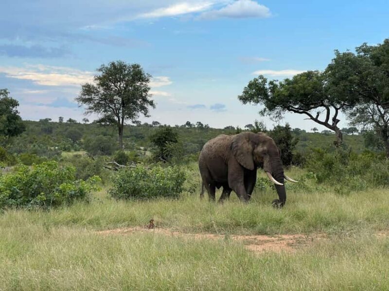From Hazyview : Big 5 Kruger National Park Day Safari - A Full Look at the Kruger Day Safari