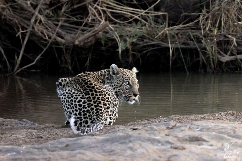 From Hazyview: Kruger National Park Morning Half-Day Safari - A Day in the Wild: What to Expect