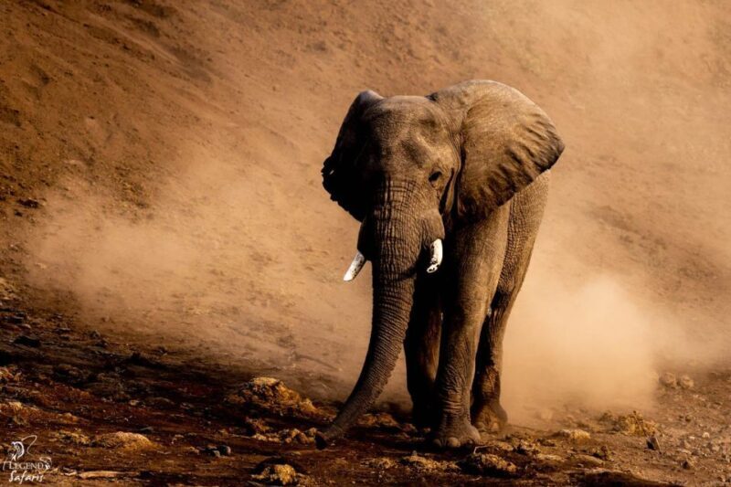 From Hazyview: Kruger National Park Morning Half-Day Safari - The Experience in Perspective