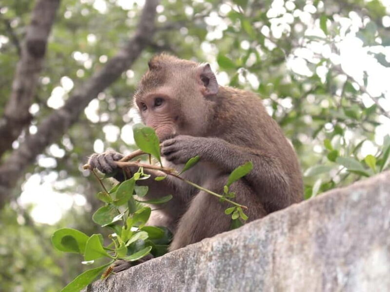 FROM HCMC Can Gio Biosphere Reserve Forest by Speed boat - FAQs
