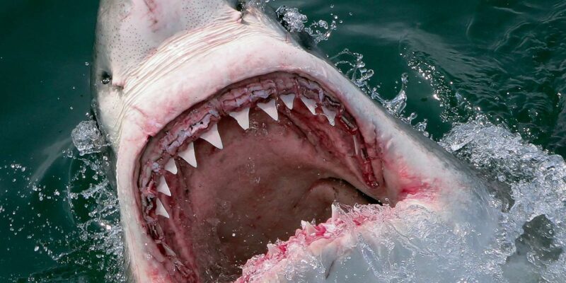 From Hermanus: Cruise with Shark Cage Dive and Lunch - What You Can Expect From This Shark Cage Tour