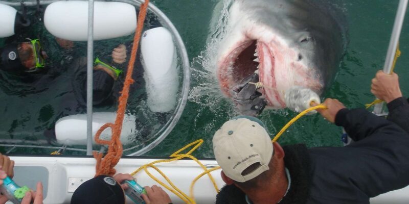 From Hermanus: Cruise with Shark Cage Dive and Lunch - The Experience in Perspective