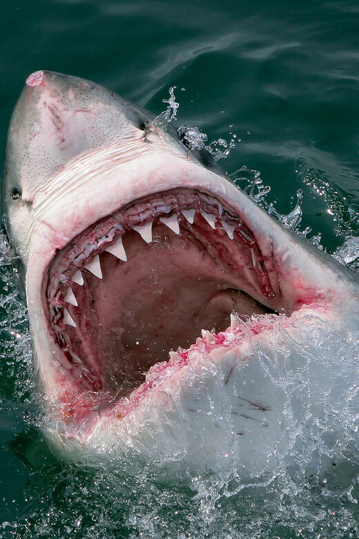 From Hermanus: Cruise with Shark Cage Dive and Lunch - Who Will Love This Tour?