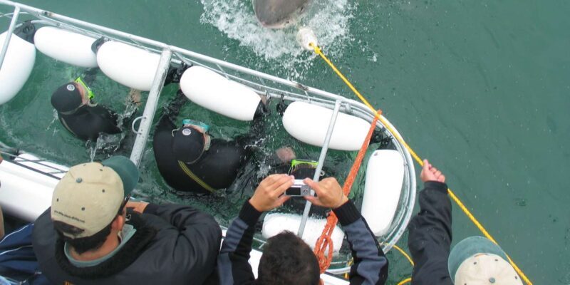 From Hermanus: Cruise with Shark Cage Dive and Lunch - Summary