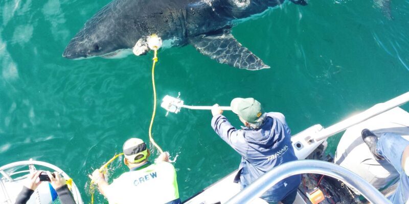 From Hermanus: Cruise with Shark Cage Dive and Lunch - FAQ