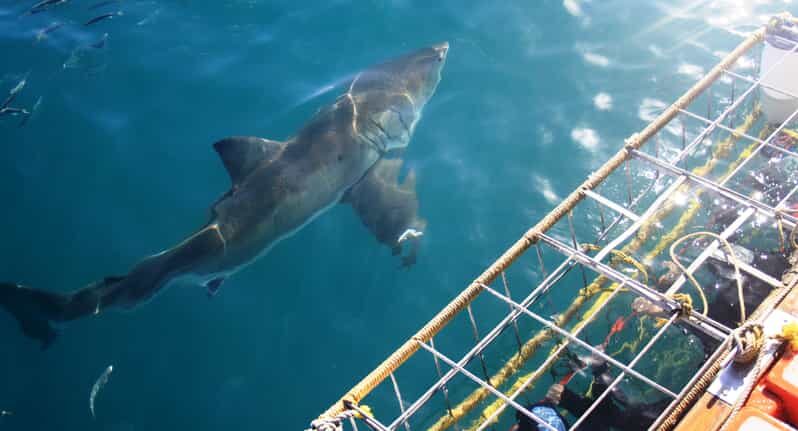From Hermanus or Cape Town: Shark Cage Diving Experience - An In-Depth Look at the Shark Cage Diving Experience
