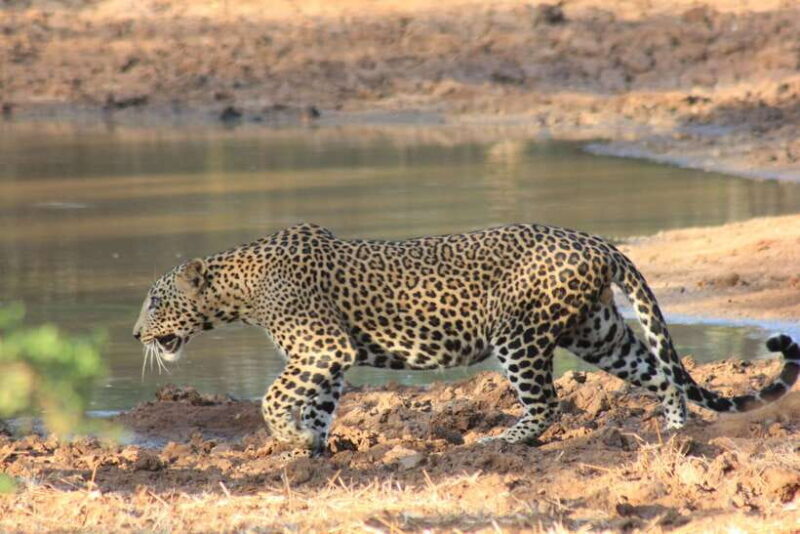 From: Hikkaduwa/ Galle/ Unawatuna/ Talpe - YALA Safari - Key Points