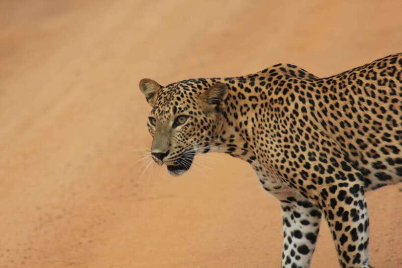 From: Hikkaduwa/ Galle/ Unawatuna/ Talpe - YALA Safari - An In-Depth Look at the YALA Safari Experience