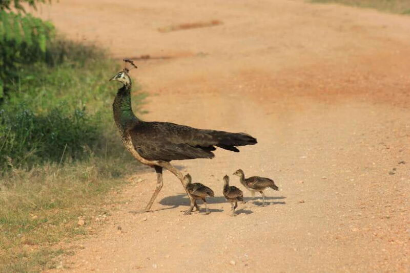 From: Hikkaduwa/ Galle/ Unawatuna/ Talpe - YALA Safari - Is This Tour Right for You?
