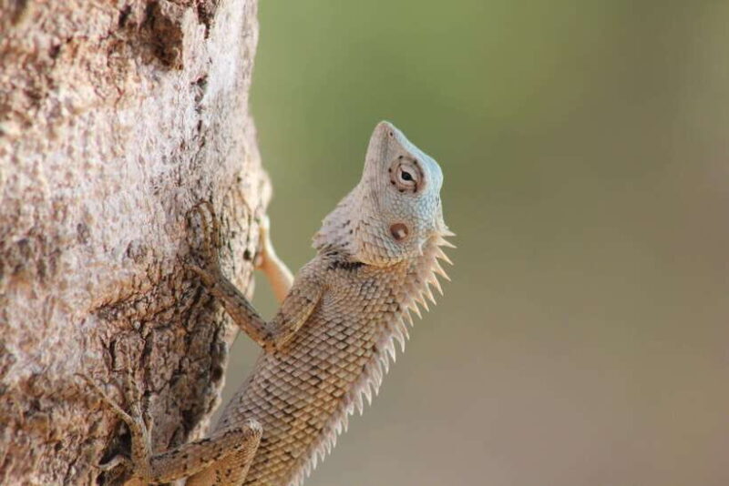 From: Hikkaduwa/ Galle/ Unawatuna/ Talpe - YALA Safari - The Sum Up