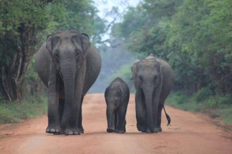 From: Hiriketiya/ Tangalle - YALA Safari Tour - Key Points