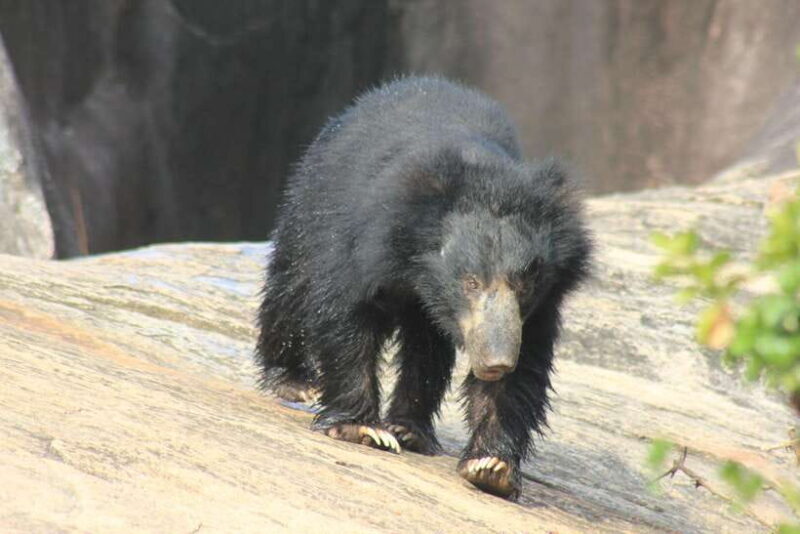 From: Hiriketiya/ Tangalle - YALA Safari Tour - An Honest Look at the YALA Safari Tour