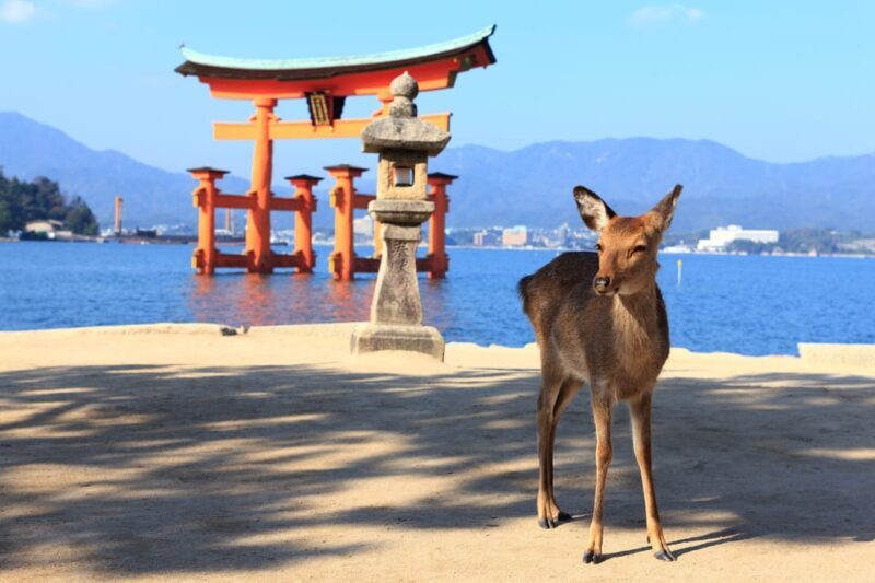 From Hiroshima: City and Miyajima Island 1-Day Bus Tour - The Sum Up