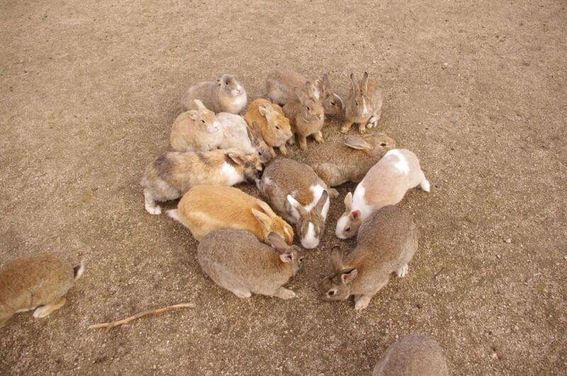 From Hiroshima: Rabbit Island and Takehara Town Tour - Authentic Experiences: What Our Reviews Say