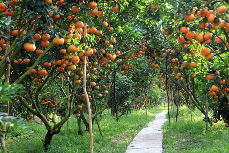 From Ho Chi Minh 10-Day Discover Mekong & Central by Train - An In-Depth Look at the Itinerary