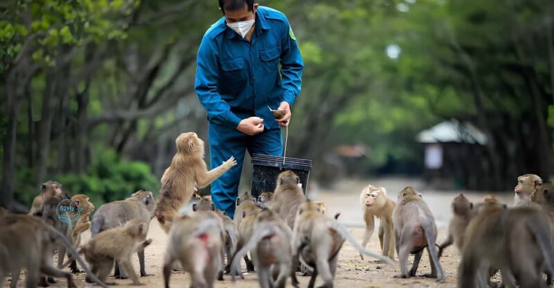 From Ho Chi Minh: Can Gio Mangrove Forest & Monkey Island - Key Points