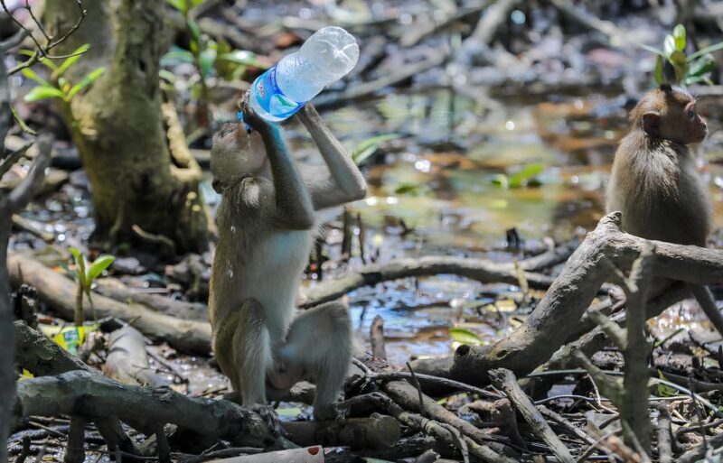 From Ho Chi Minh: Can Gio Mangrove Forest & Monkey Island - Who Will Enjoy This Tour?