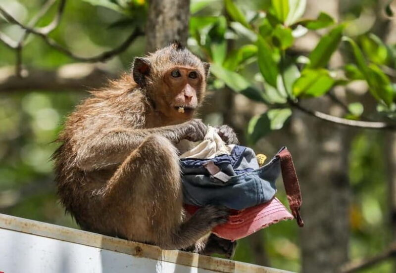 From Ho Chi Minh: Can Gio Monkey Island & Mangrove Tour - An Honest Breakdown of the Tour Experience