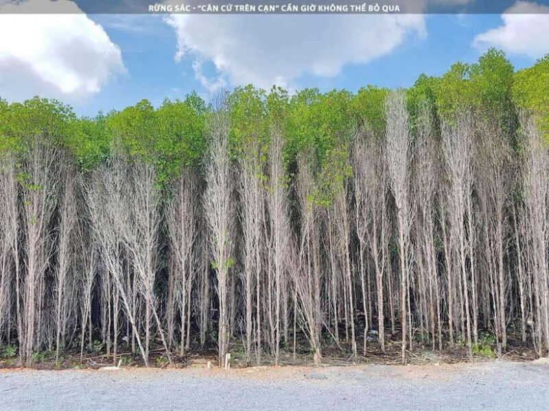 From Ho Chi Minh City: Can Gio Mangrove Forest Day Tour - FAQ
