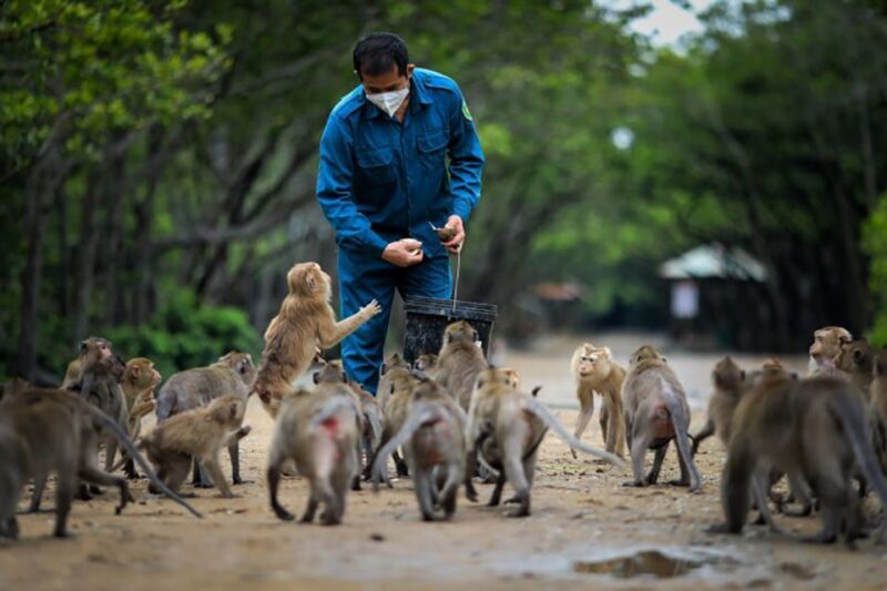 From Ho Chi Minh City: Can Gio Mangrove Guided Forest Tour - An In-Depth Look at the Can Gio Mangrove Forest Tour