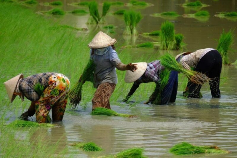 From Ho Chi Minh City: Mekong Delta Full-Day Private Tour - Why Our Reviewers Are Smiling
