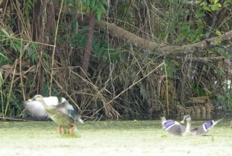From Ho Chi Minh: Mekong Delta 3-Day Tour with Tra Su Forest - Who Will Enjoy This Tour?