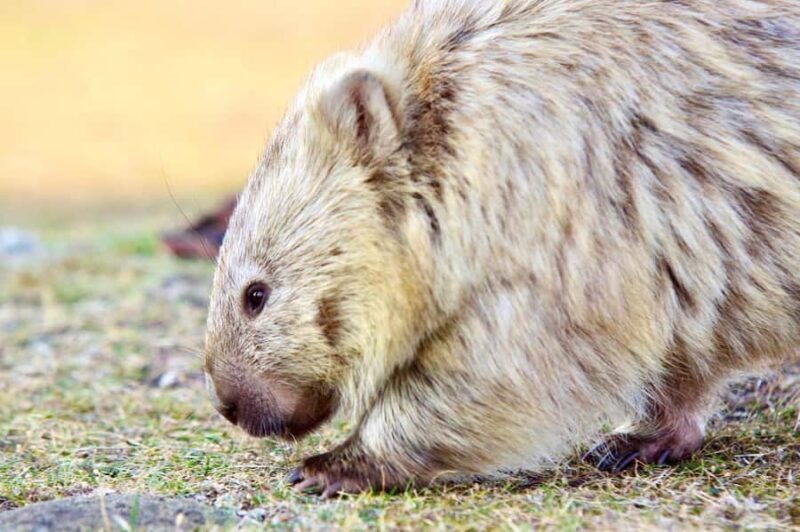 From Hobart: Day Tour to Maria Island with Bus Connection - Key Points