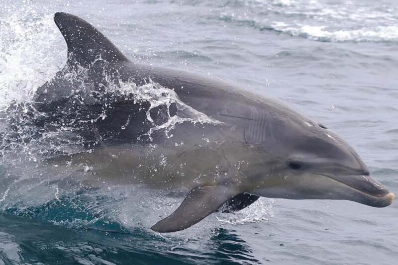 From Hobart: Day Tour to Maria Island with Bus Connection - Who Would Love This Tour?
