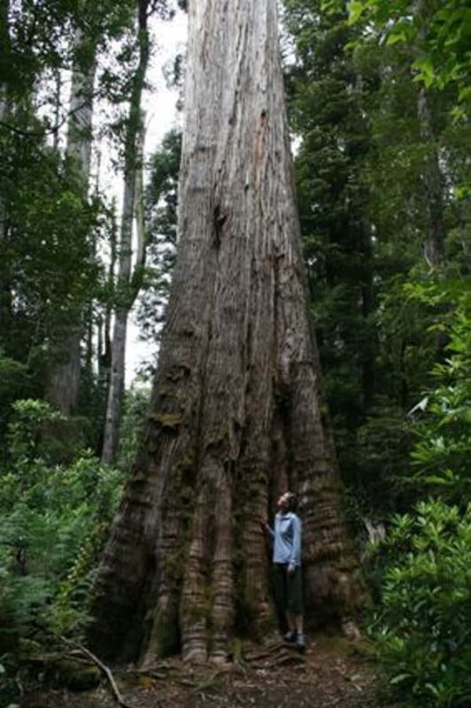 From Hobart: Mt. Field, Mt. Wellington and Wildlife Day Tour - Frequently Asked Questions