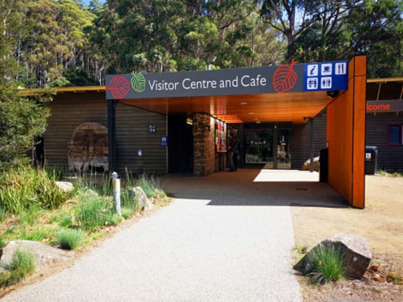 From Hobart: Mt. Field National Park and Russell Falls - Exploring Tasmania’s Wilderness: What to Expect
