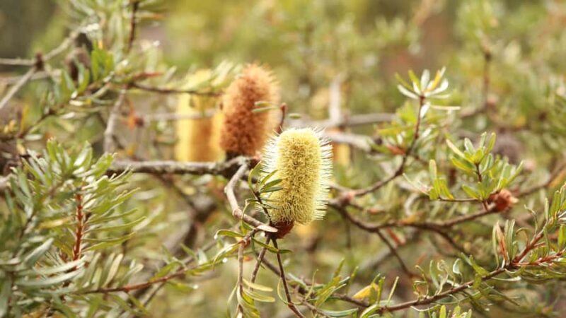From Hobart: Mt Wellington Pinnacle 2 Hour Small Group Tour - Who Should Consider This Tour?