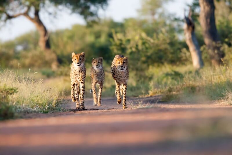 From Hoedspruit: Kruger National Park Full-Day Safari - From Hoedspruit: Kruger National Park Full-Day Safari — An In-Depth Review