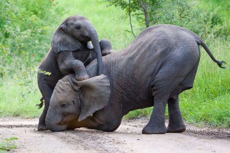 From Hoedspruit: Kruger National Park Full-Day Safari - Value and Practical Considerations