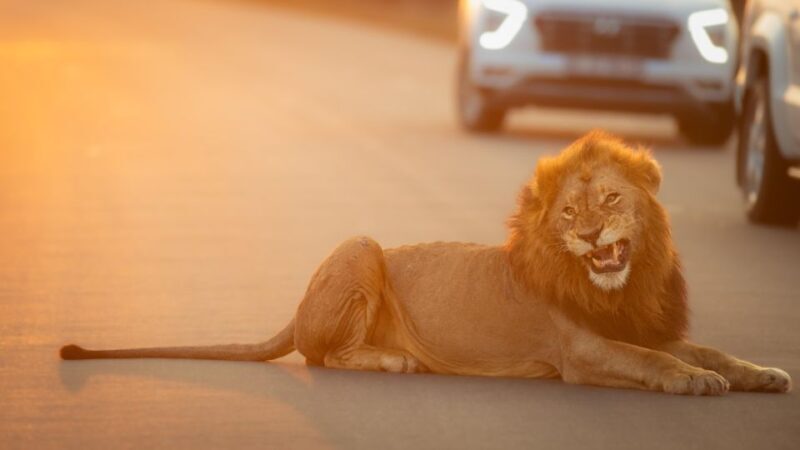 From Hoedspruit: Kruger National Park Full-Day Safari - The Gold Standard: What Travelers Are Saying