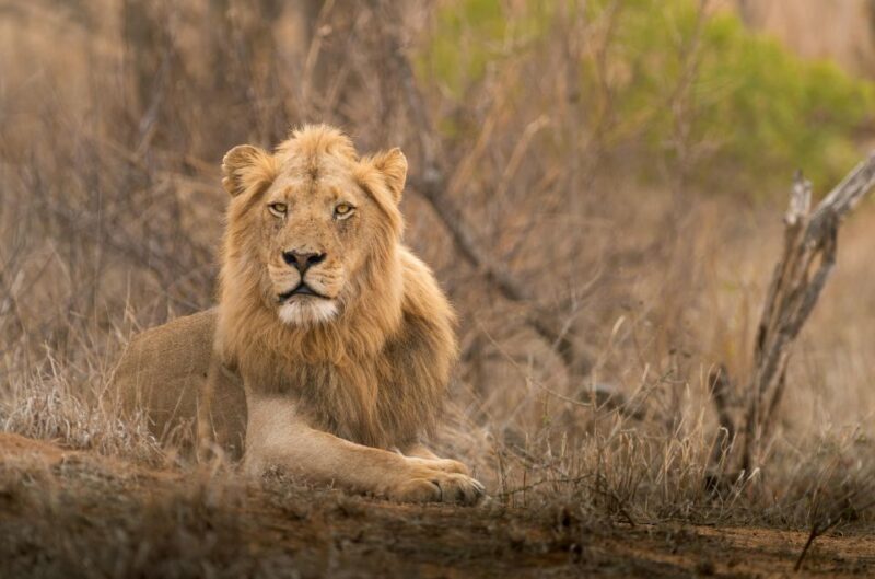 From Hoedspruit: Kruger National Park Full-Day Safari - The Sum Up: Is This Tour Right for You?