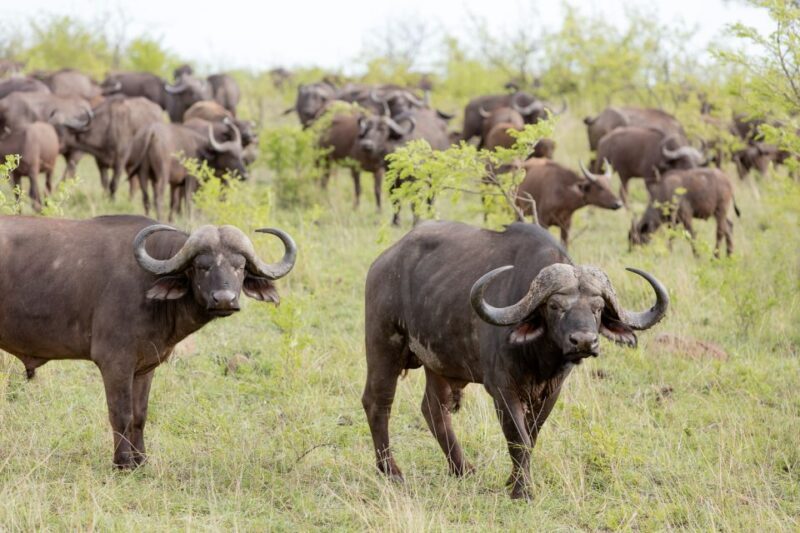 From Hoedspruit: Kruger National Park Full-Day Safari - FAQ