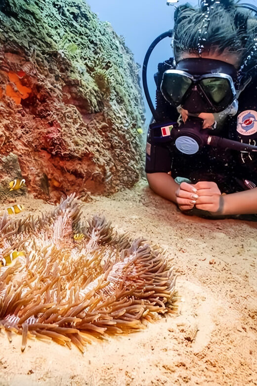 From Hoi An/ Da Nang: Swimming & Snorkeling In Cham Islands - Key Points