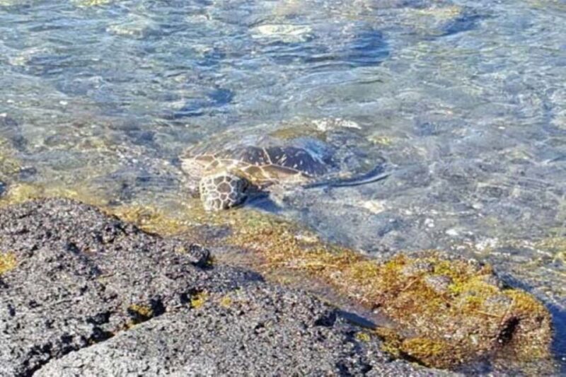 From Honolulu Harbor: Private Custom Tour on Oahu - Accessibility and Considerations