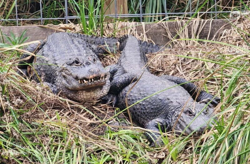 From Houston: Crocodile Encounter Entry Ticket - FAQ