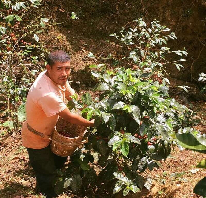 From Huatulco: Coffee Private Experience - The Value of This Coffee Tour