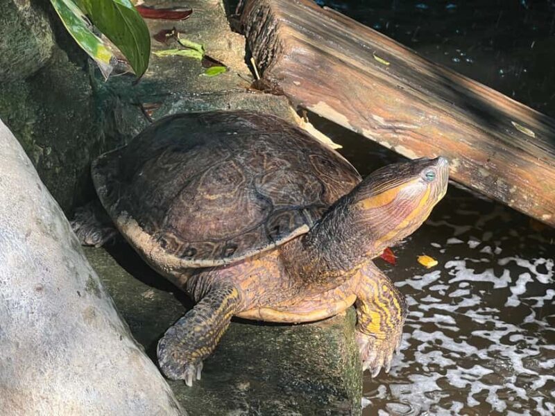 From Huatulco: Crocodile and Turtle Eco-Tour - Who Will Love This Tour?